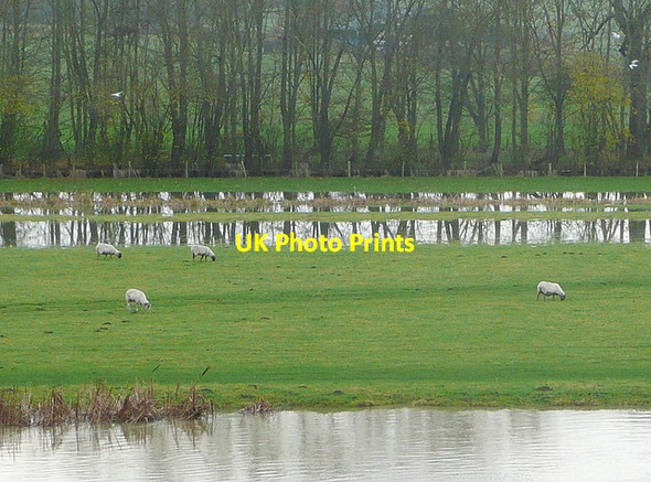 Photo 6"x4" Flooding by the Thames Cleeve\/SU6081 c2012 P1
