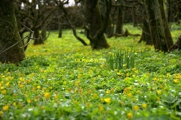 Photo 6"x4" Lesser Celandine (Ranunculus filicaria) in Halligarth plantation Baltasound c2013