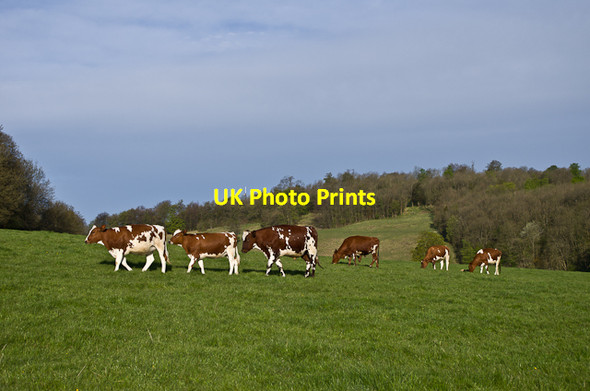 Photo 6"x4" Gatton Park Redhill\/TQ2750 c2013