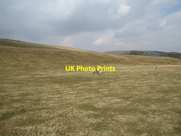 Photo 6"x4" Ewes and lambs, Strancleuch Crawfordjohn c2013