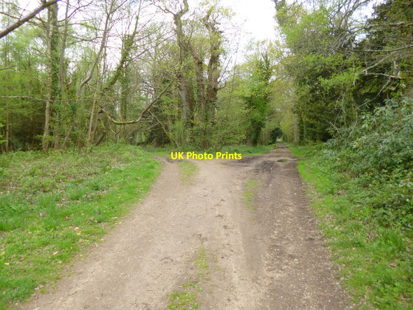 Photo 6"x4" Breamore Wood, track junction Breamore c2013