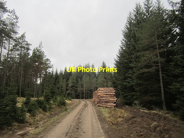 Photo 6"x4" Log stacks Tressair c2013