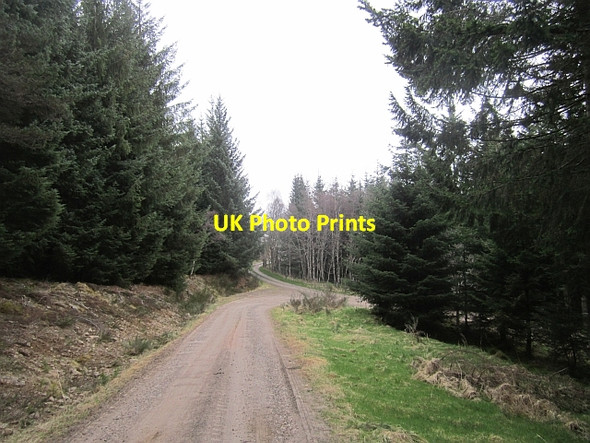 Photo 6"x4" Logging road, Grenich Tressair c2013