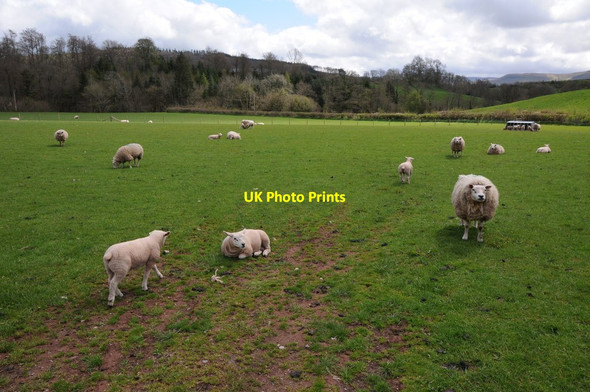 Photo 6"x4" Sheep at Aberyscir Aberyscir c2013