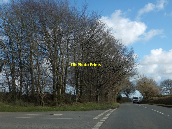 Photo 6"x4" Trees by the road to Riddlecombe Dolton c2013