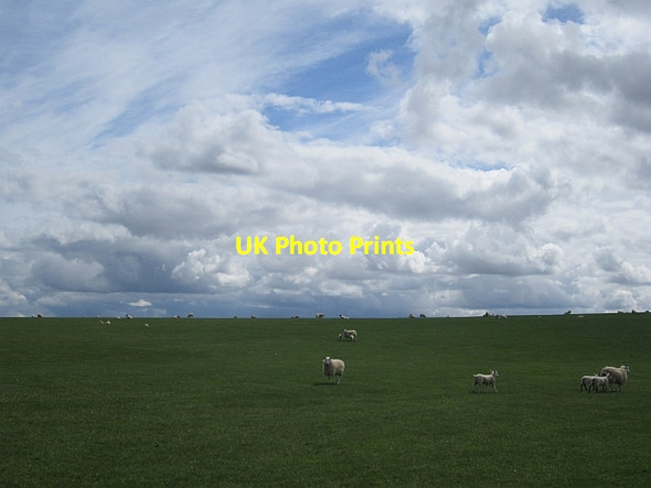 Photo 6"x4" Sheep near Mosshouses Mosshouses\/NT5339 c2013