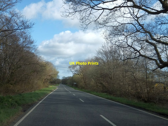 Photo 6"x4" Low trees at Winkleigh Moor Cross Riddlecombe c2013