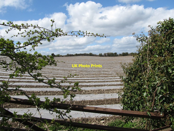 Photo 6"x4" Growing crops under polythene north of Drumbilla cross roads Forkhill c2013