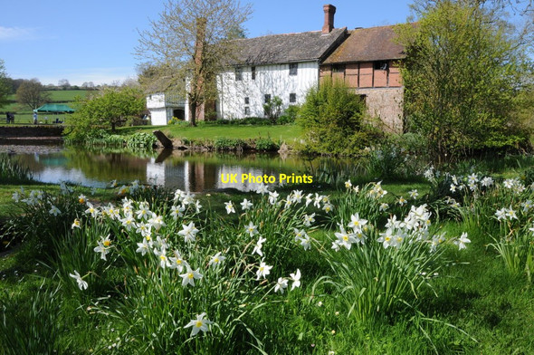 Photo 6"x4" Daffodils and Lower Brockhampton Bringsty Common c2013