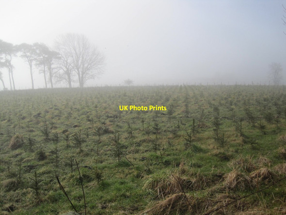 Photo 6"x4" Conifer Plantation Great Whittington c2013