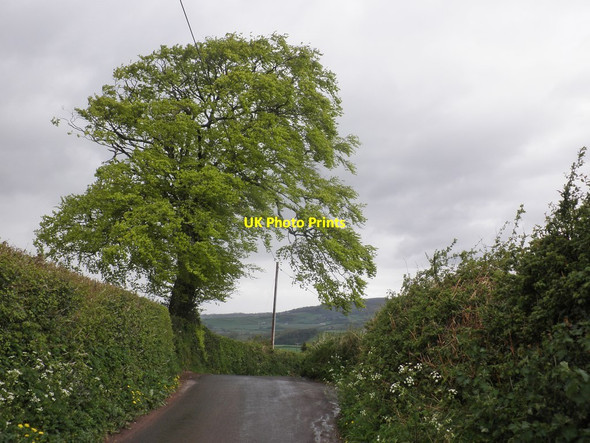 Photo 6"x4" Isolated tree, on Ashbeer Hill Escott c2013
