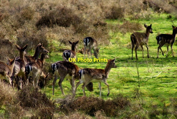 Photo 6"x4" Deer by Brockton Quarry Brocton\/SJ9619 c2013
