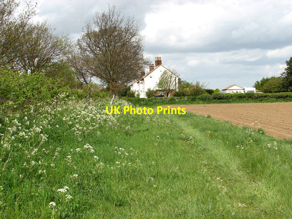 Photo 6"x4" Field margin beside Halvergate Road, Reedham Reedham\/TG4201 c2013