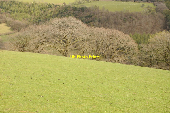 Photo 6"x4" Trees near Maes-y-gwaelod Babel c2013