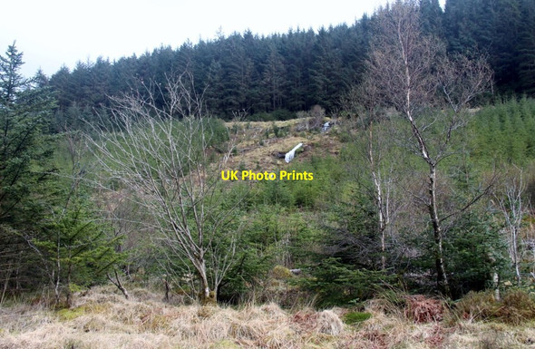 Photo 6"x4" A patch of re-planting in the forest on the north side of Ben Donich Allt Glinne Mh\u00f2ir c2013
