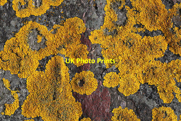 Photo 6"x4" A lichen-covered boulder Innerwick\/NT7274 c2013