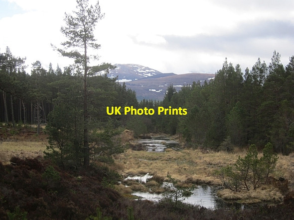 Photo 6"x4" Marsh, Glenmore Coylumbridge c2013