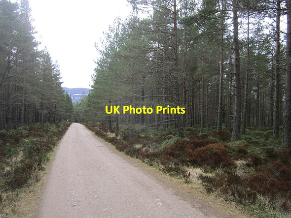 Photo 6"x4" Logging road, Glen More Loch Morlich c2013