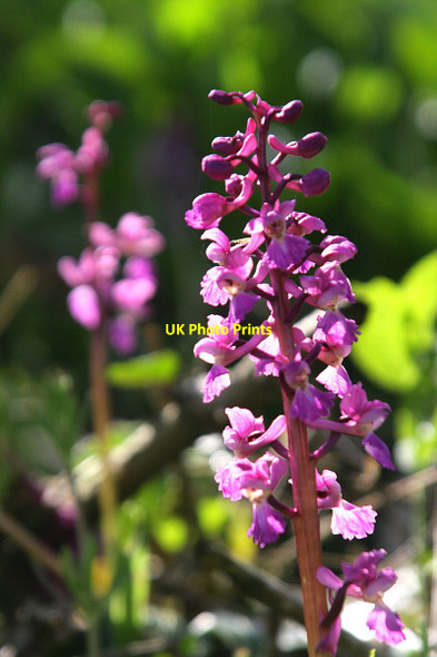 Photo 6"x4" Early purple orchid beside Westers Lane South Warnborough c2013