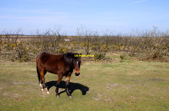 Photo 6"x4" A pony on Beaulieu Hilltop Heath Hill Top\/SU4003 c2013