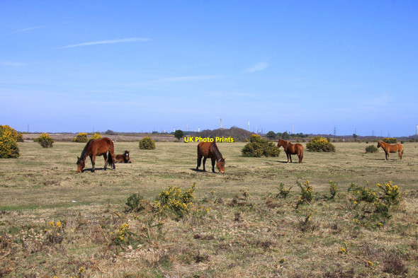 Photo 6"x4" Ponies on Beaulieu Hilltop Heath Hill Top\/SU4003 c2013