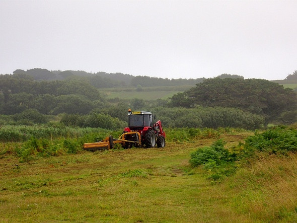 Photo 6"x4" Bracken mowing, Porth Hellick Hugh Town c2008