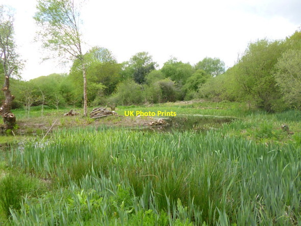 Photo 6"x4" Holt Forest, pond Higher Row c2013