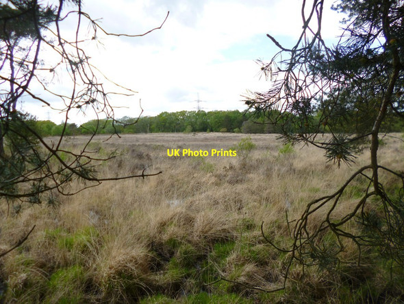 Photo 6"x4" Holt Heath, heathland Crooked Withies c2013