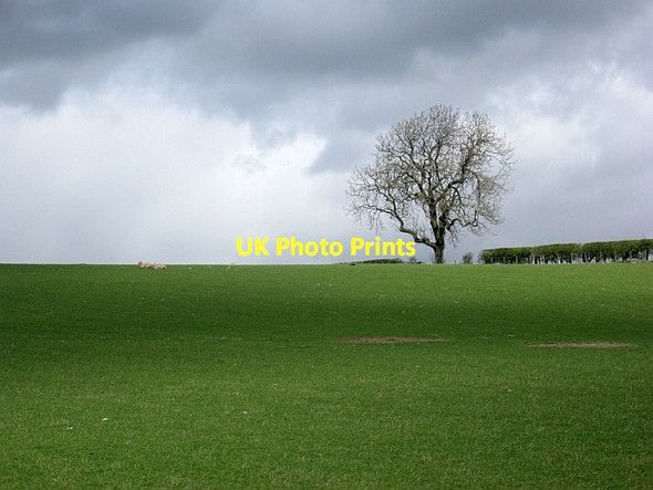 Photo 6"x4" Ash above Sprattyhall Largoward c2013