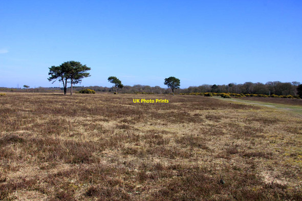 Photo 6"x4" Looking across the heath towards Cowleys Copse Otterwood c2013