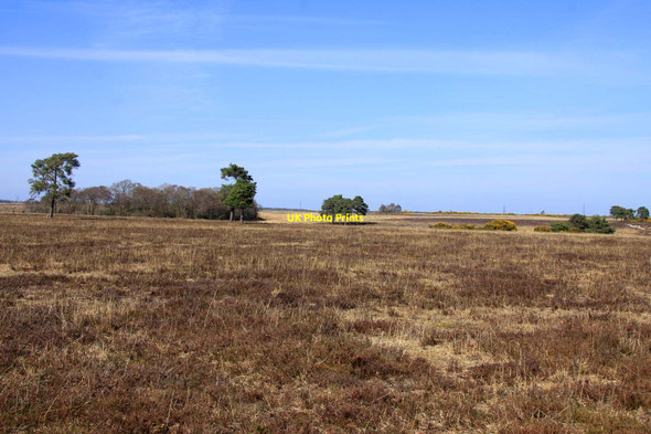 Photo 6"x4" Looking north across the heath Otterwood c2013