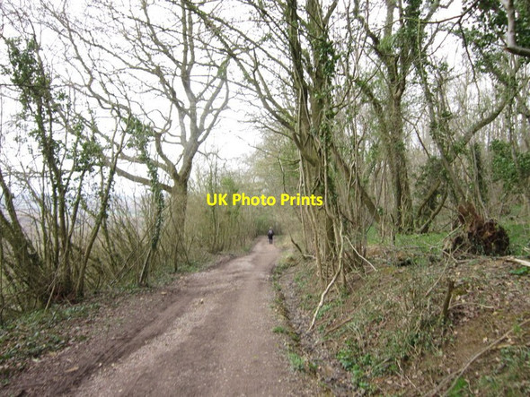 Photo 6"x4" The Cotswold Way in Hailes Wood Farmcote\/SP0628 c2013