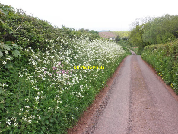 Photo 6"x4" Woodavent Lane Beggearn Huish c2013