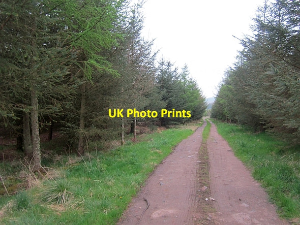 Photo 6"x4" Bowshot Wood Bonchester Bridge c2013
