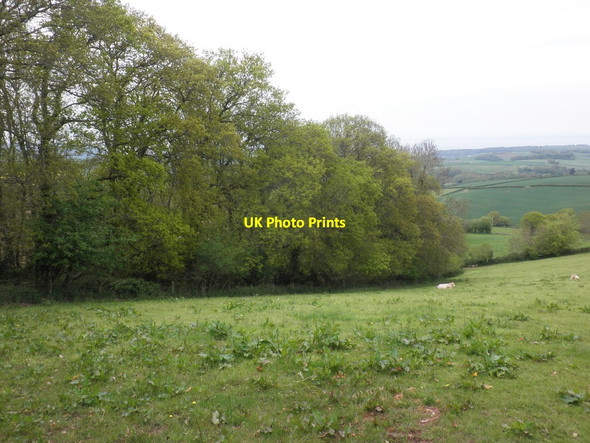 Photo 6"x4" Padnoller Copse Beggearn Huish c2013