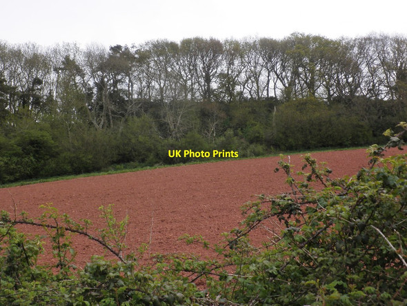 Photo 6"x4" Ash Copse Chidgley c2013