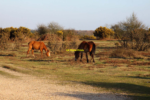 Photo 6"x4" New Forest ponies on Park Pale Clayhill\/SU3007 c2013
