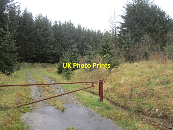 Photo 6"x4" Riccarton Forest Larriston c2013