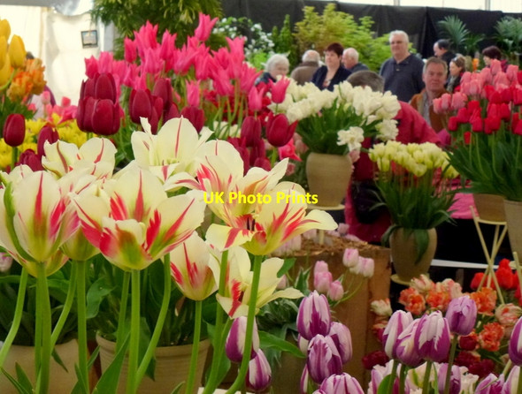 Photo 6"x4" Malvern Spring Gardening Show 2013, 4 Malvern Wells c2013