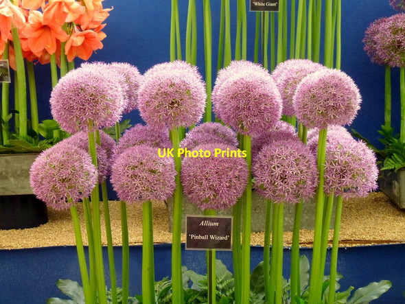 Photo 6"x4" Malvern Spring Gardening Show 2013, 5 Malvern Wells c2013