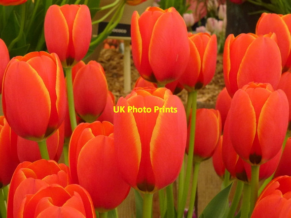 Photo 6"x4" Malvern Spring Gardening Show 2013, 9 Malvern Wells c2013