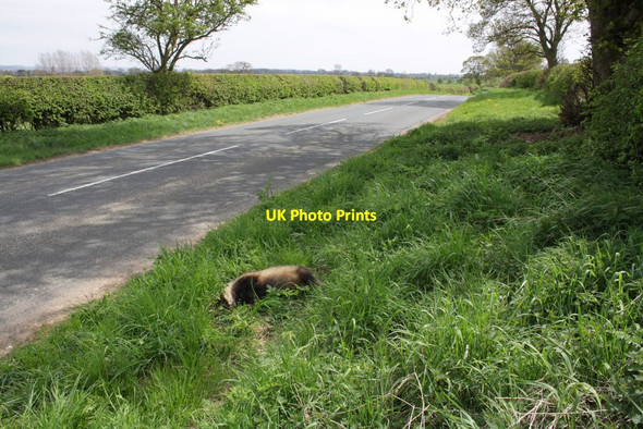 Photo 6"x4" Road-kill badger beside Warlaby to Newby Wiske road Newby Wiske c2013