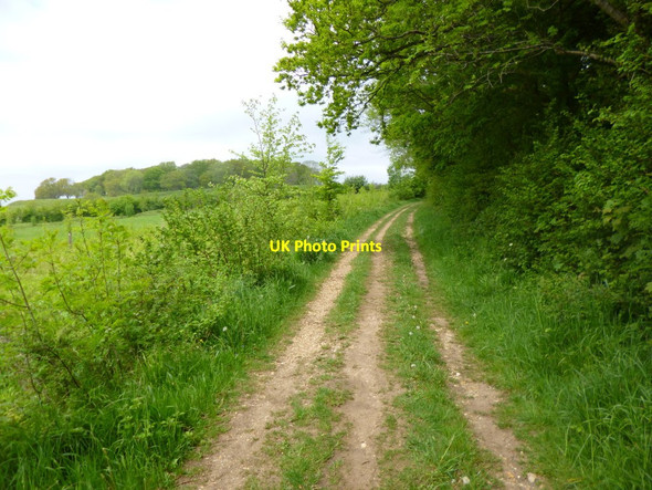 Photo 6"x4" Pamphill, footpath Tadden c2013