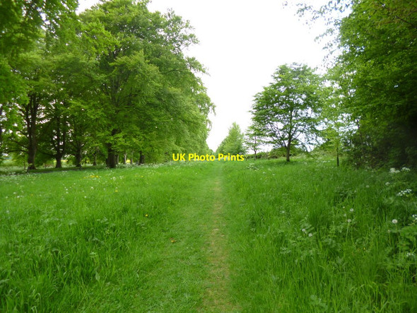 Photo 6"x4" Pamphill, bridleway Tadden c2013