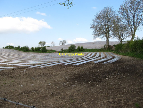 Photo 6"x4" Crop cultivation under polythene alongside the L3113 Forkhill c2013