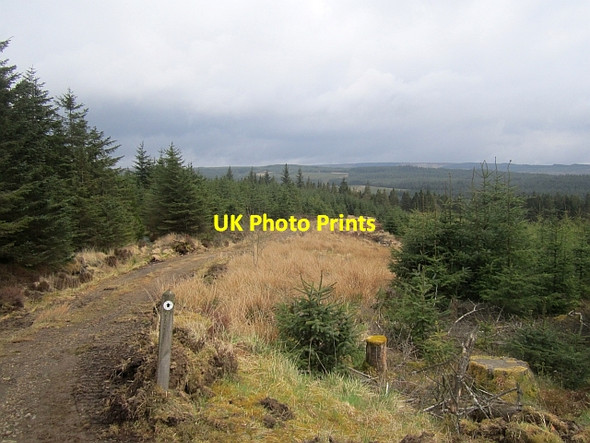 Photo 6"x4" Swarf Trail, Newcastleton Forest Whithaugh c2013