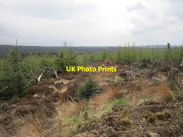 Photo 6"x4" Young larches, Stell Hill Whithaugh c2013