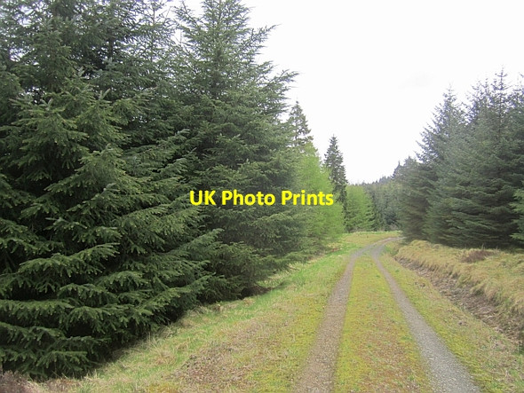 Photo 6"x4" Logging road, Newcastleton Forest Whithaugh c2013