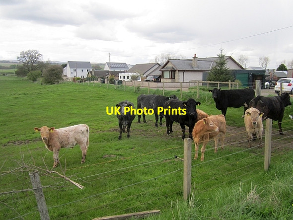 Photo 6"x4" Cattle, Balgowan Findo Gask c2013