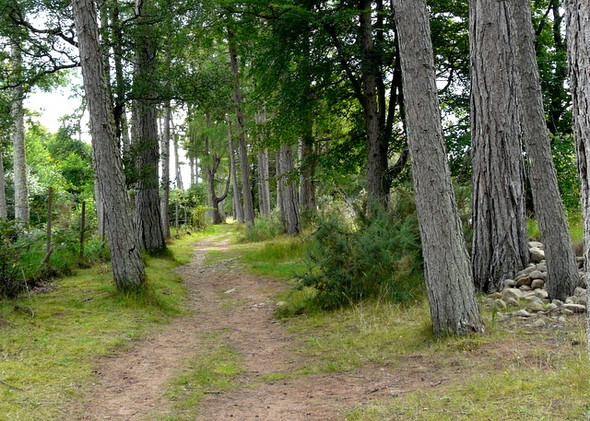 Photo 6"x4" Woodland walk by the Applecross River Applecross c2008